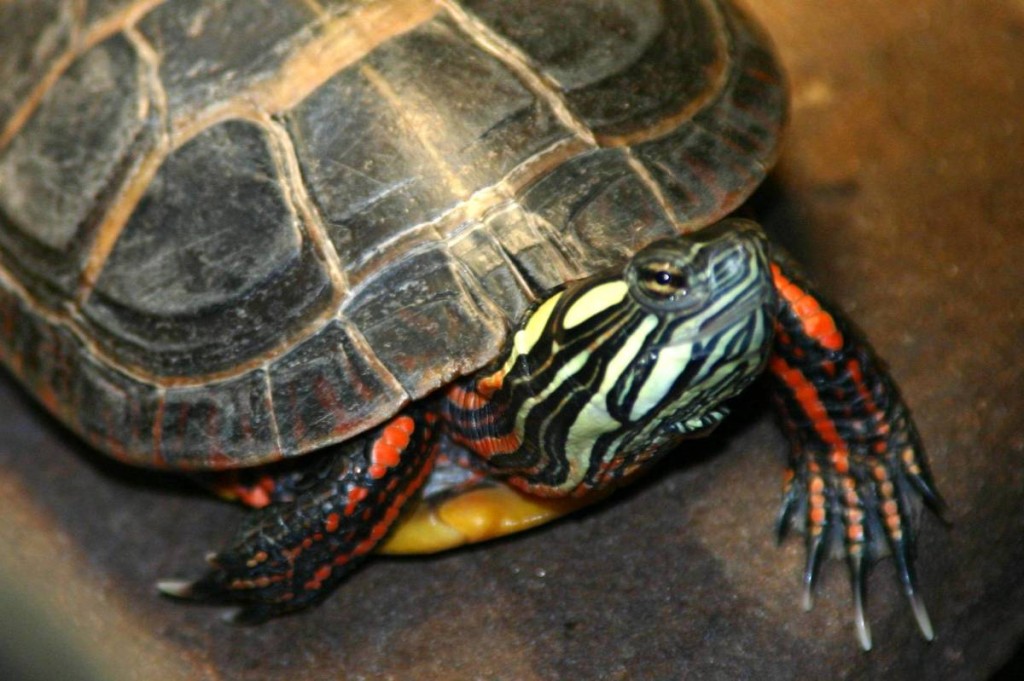 Painted Turtle: Facts, Characteristics, Habitat and More - Animal Place