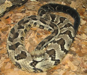 Timber Rattlesnake: Facts, Characteristics, Habitat and More - Animal Place