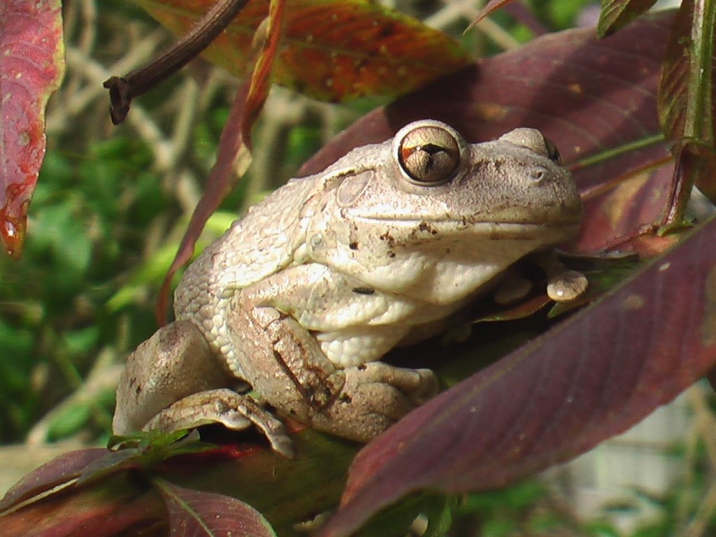 Cuban Tree Frog 4 – Animal Place