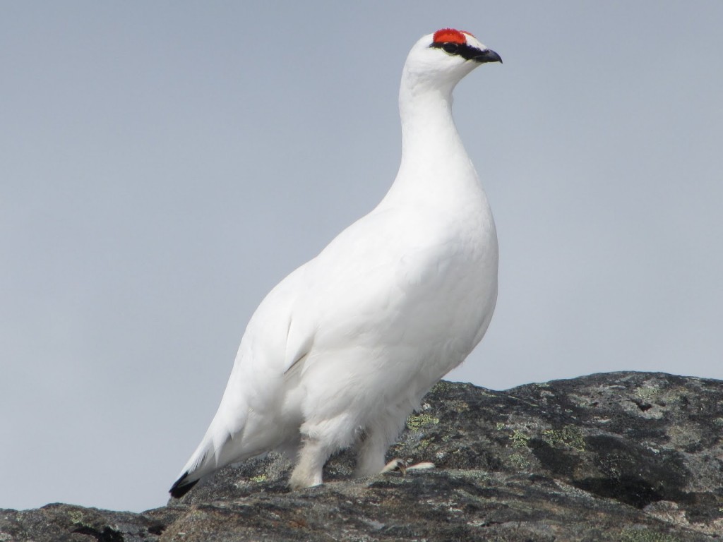 rock-ptarmigan3-animal-place