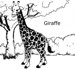 coloring page of baby giraffe photo  animal place