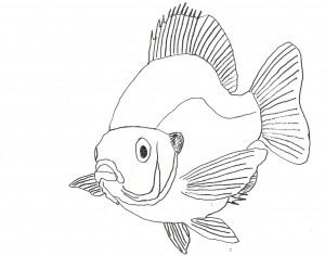 Fish Coloring Pages for Kids – Animal Place