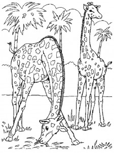 giraffe coloring page pictures  animal place