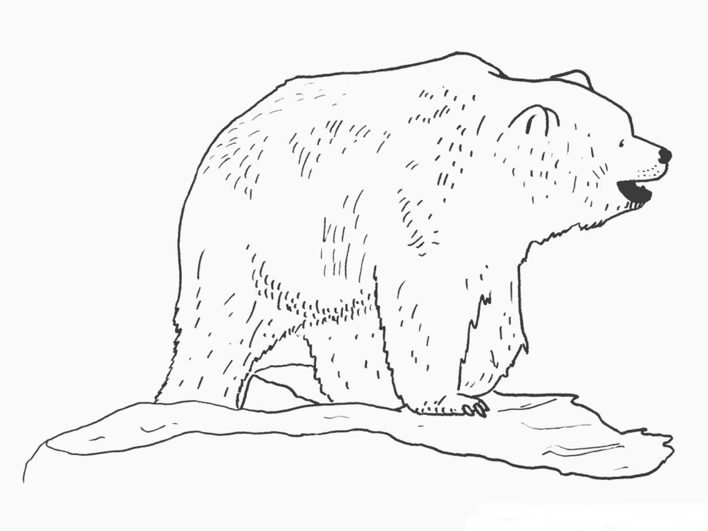 Polar Bear Coloring Page Image - Animal Place