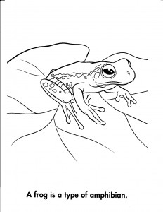 Printable Frog Coloring Pages Photo – Animal Place