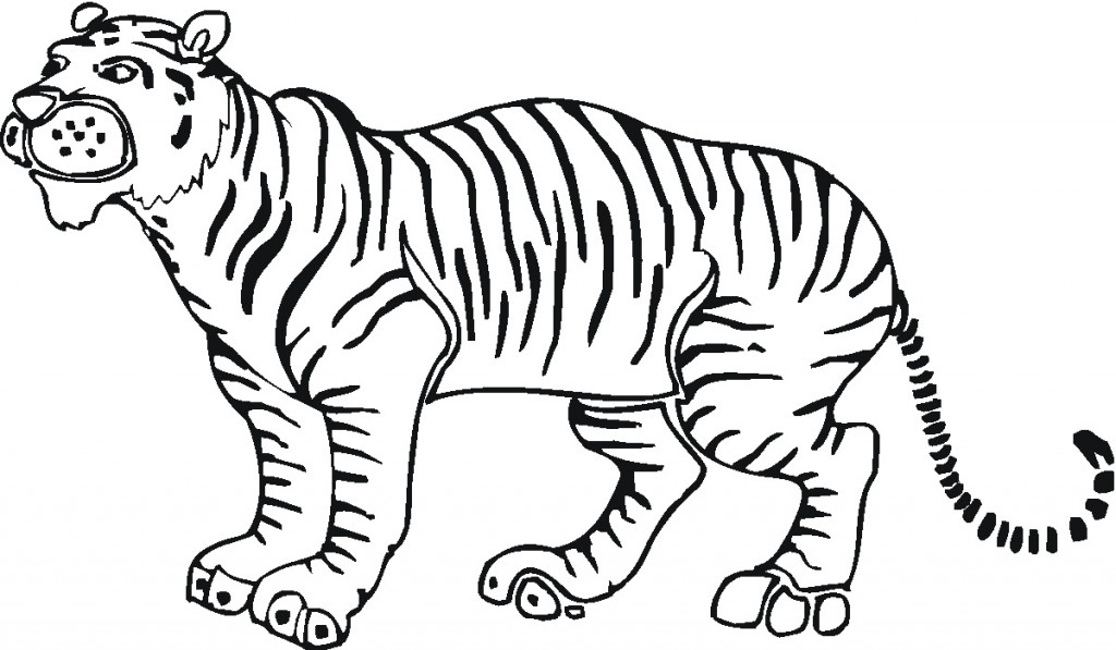 Tiger Coloring Page Photo – Animal Place