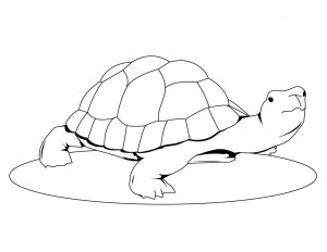 Turtle Coloring Page Image – Animal Place