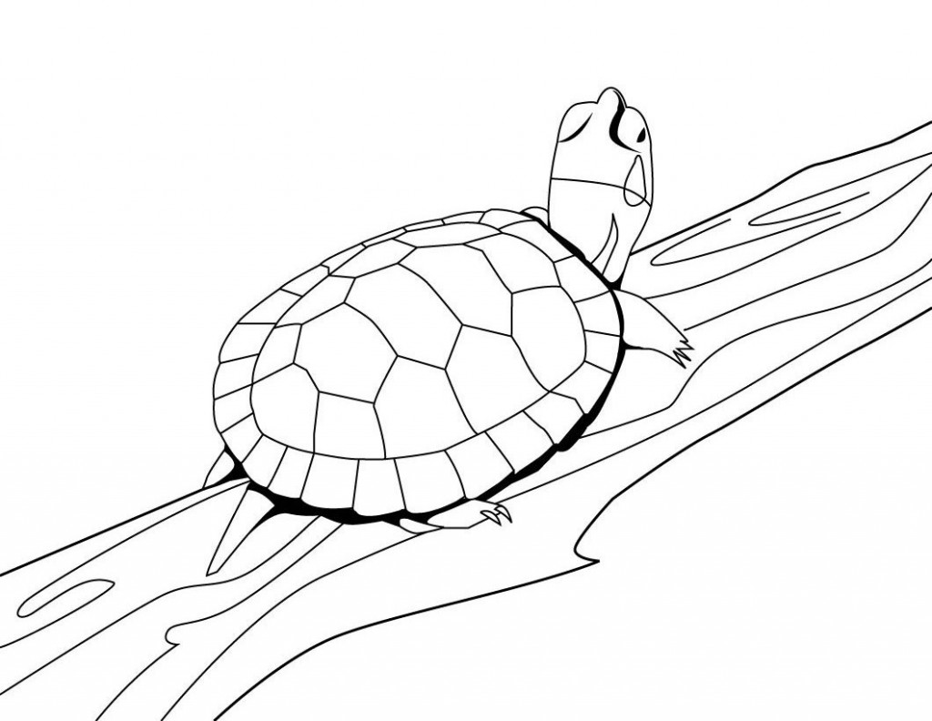 Turtle Coloring Page for Kids Photos – Animal Place