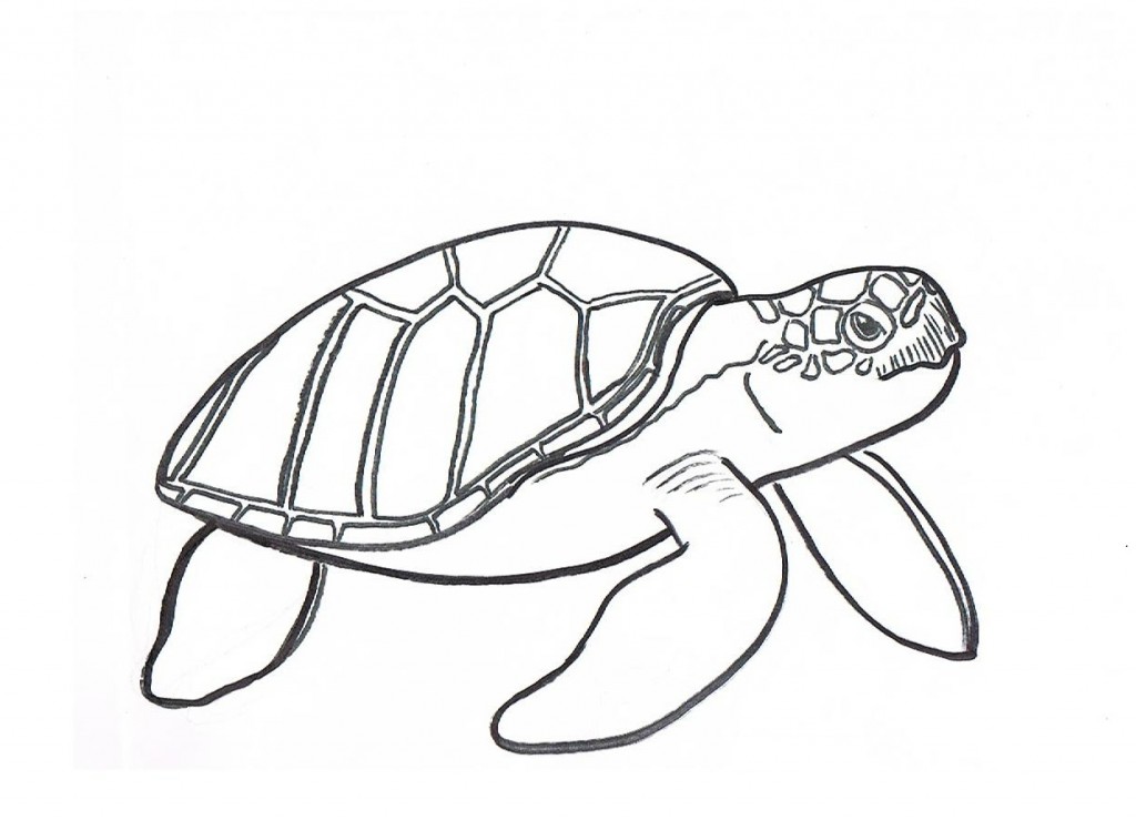 Turtles Coloring Page Image – Animal Place