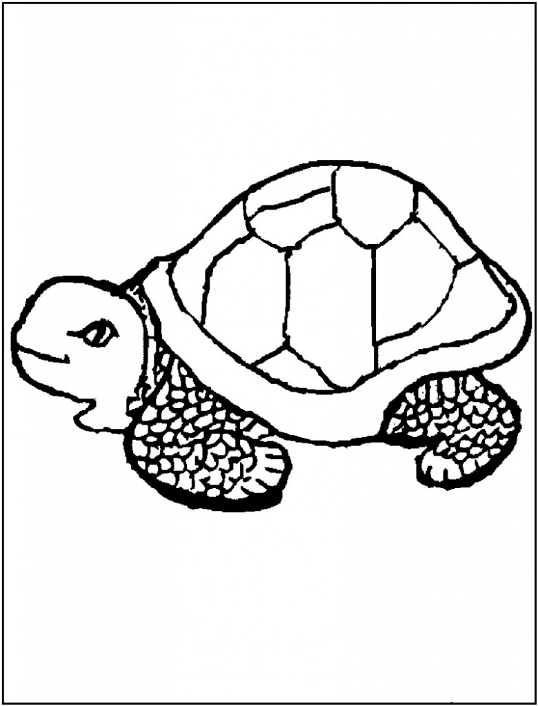 Turtles Coloring Page Photo – Animal Place