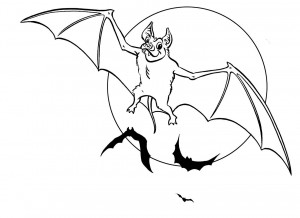 bat coloring page photo  animal place