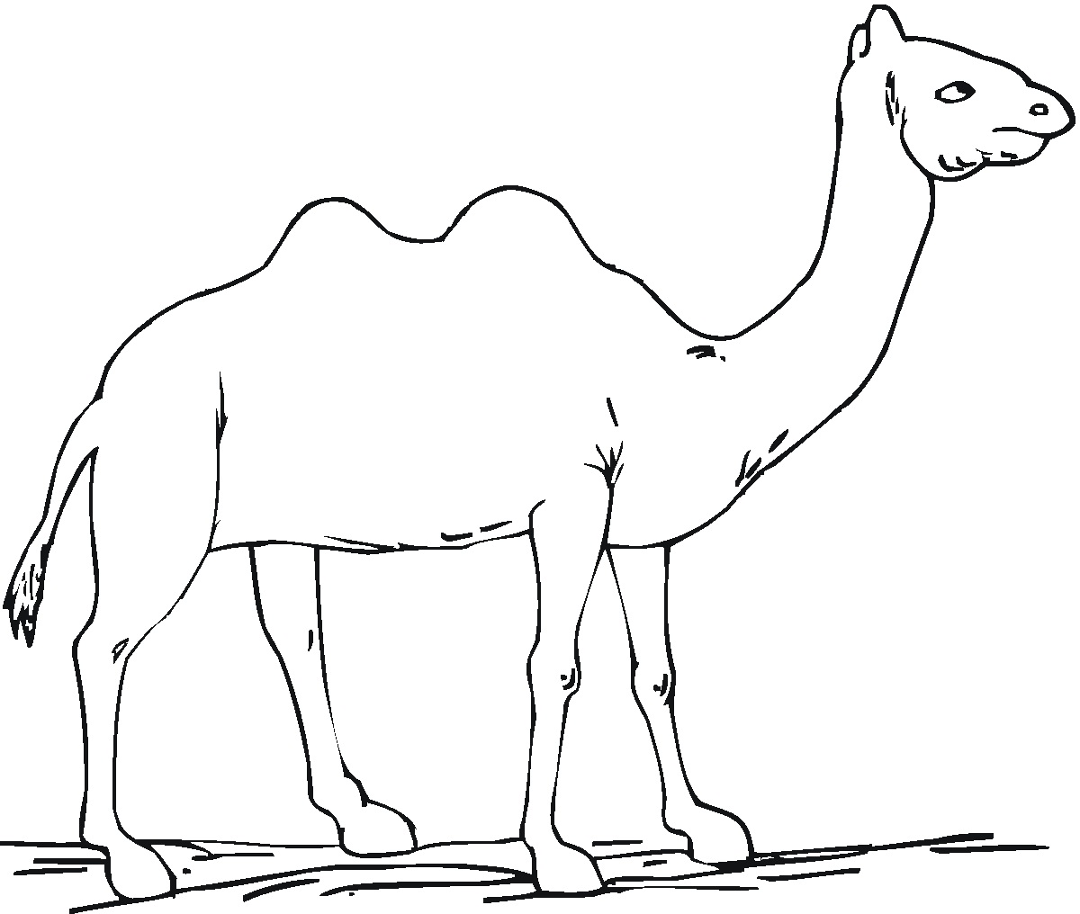 Free Printable Camel Coloring Pages For Kids - Animal Place