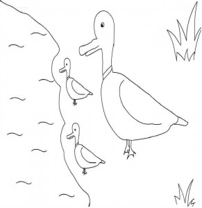 coloring page of duck photos  animal place