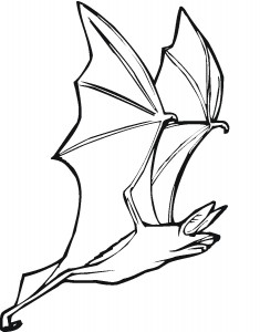 coloring pages of bat  animal place