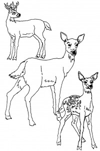 Coloring Pages of Deer Photo – Animal Place