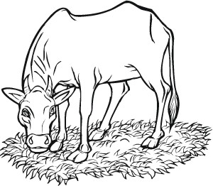 Cow Coloring Page Photos – Animal Place