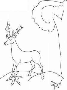 deer coloring pages  animal place