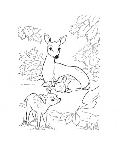 Deer Coloring Pages Picture – Animal Place