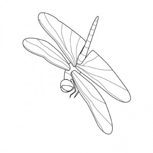 Free Printable Dragonfly Coloring Pages For Kids - Animal Place