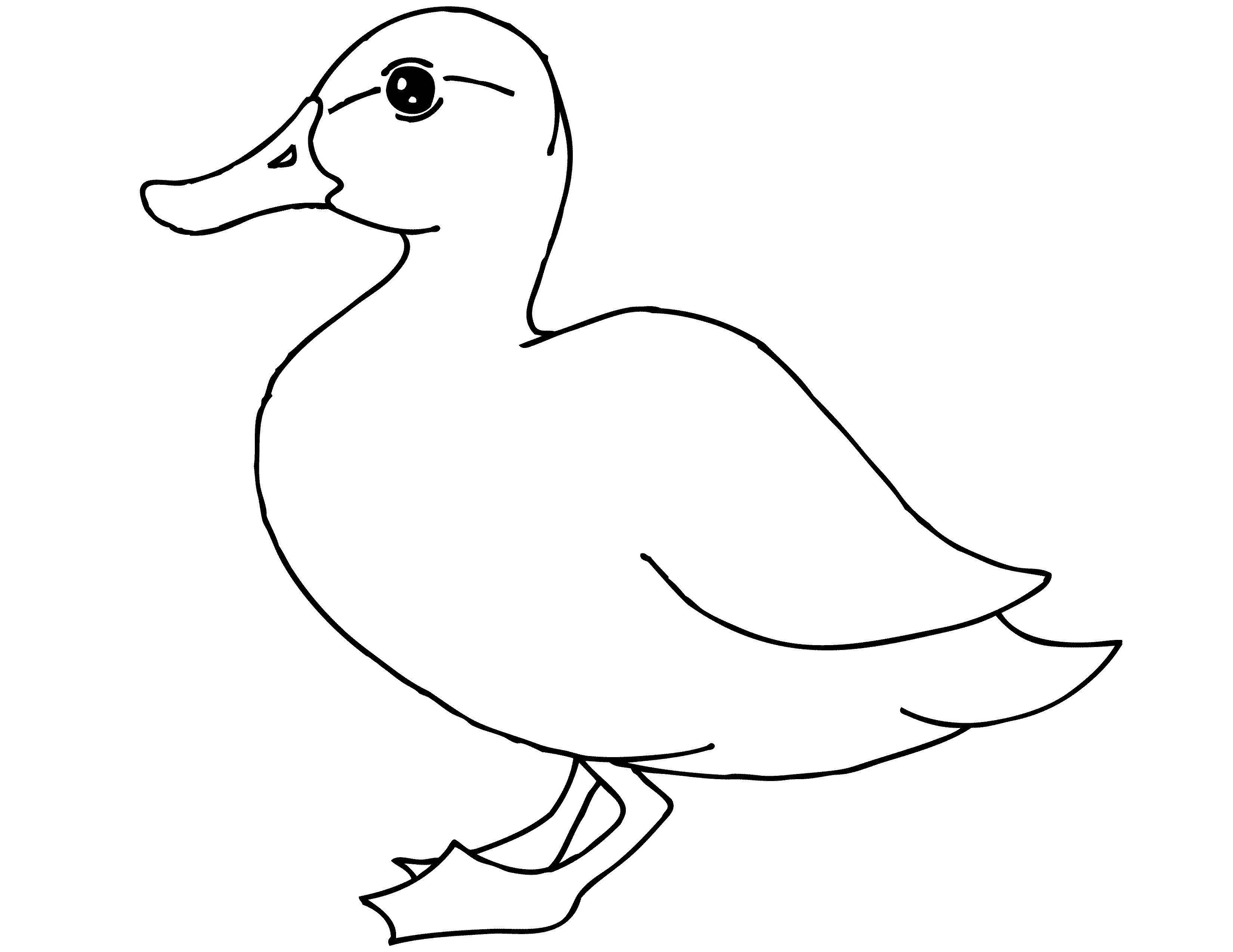 Duck Coloring Pages Images – Animal Place