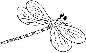 Free Printable Dragonfly Coloring Pages For Kids - Animal Place