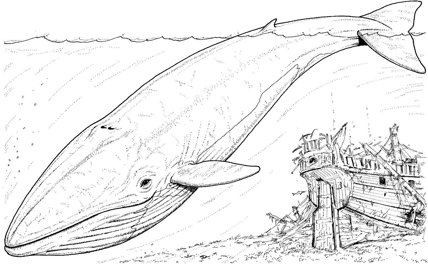 Great White Shark Coloring Pages Image – Animal Place
