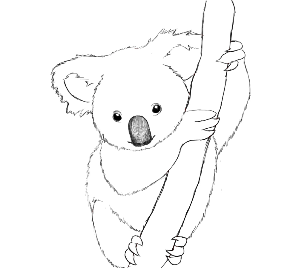 Koala Coloring Pages Printable - Printable World Holiday