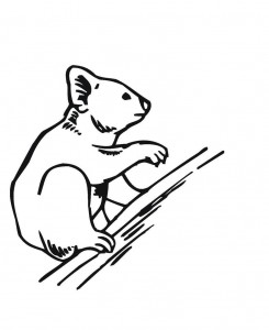 Koala Coloring Page for Kids Pictures – Animal Place