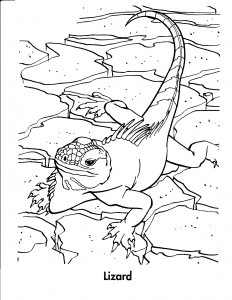 lizard coloring page photos  animal place