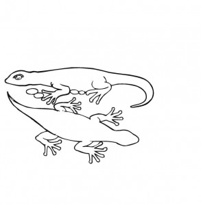 lizard coloring page for kids images  animal place