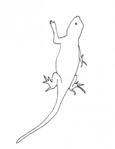 lizard coloring page for kids picture  animal place