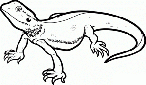 lizard coloring pages image  animal place