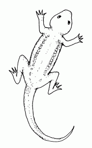 lizard coloring pages photo  animal place