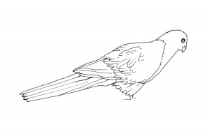 Parrot Coloring Pages for Kids – Animal Place