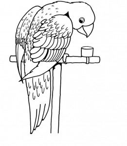 Parrot Coloring Pages for Kids Images – Animal Place