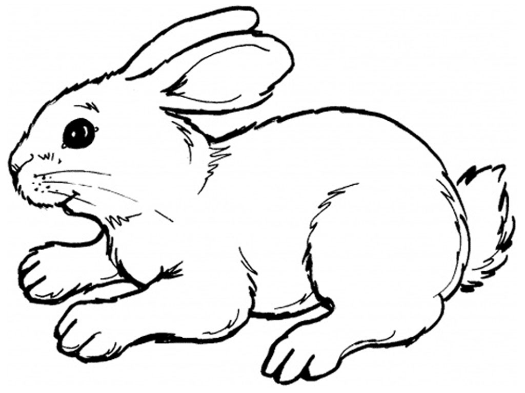 Free rabbit drawing to print and color - Rabbits & Bunnies Kids
