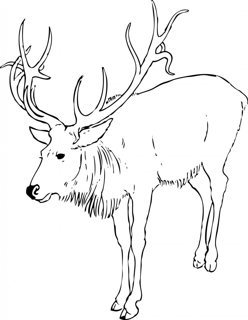 Reindeer Coloring Page for Kids Photos – Animal Place