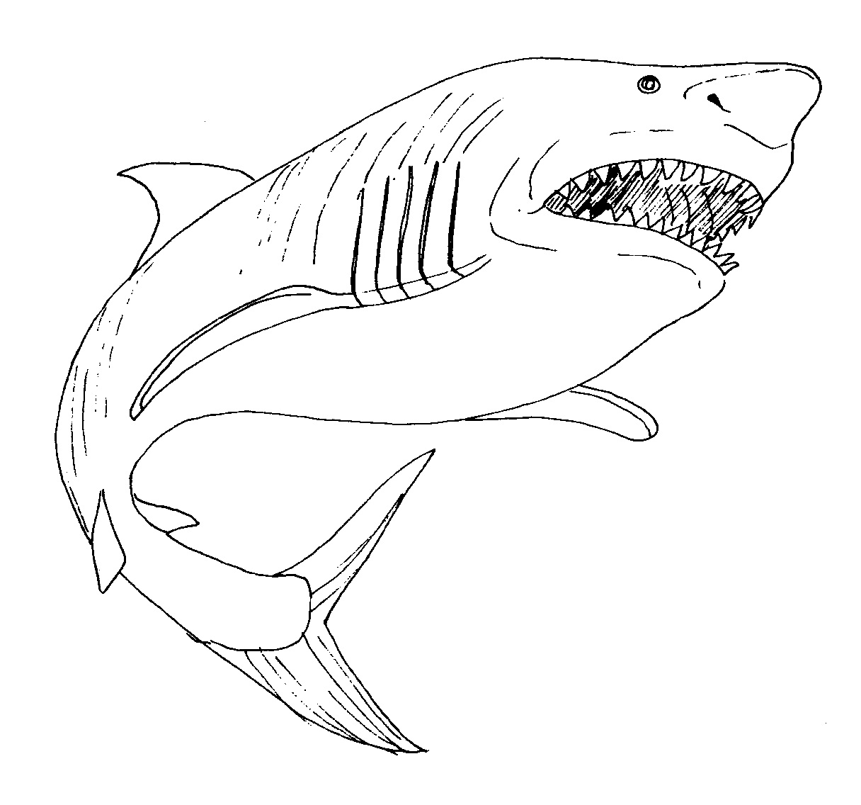 Shark coloring page 4