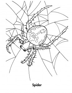 spider coloring page for kids  animal place