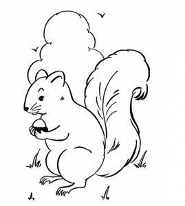 squirrel coloring pages image  animal place