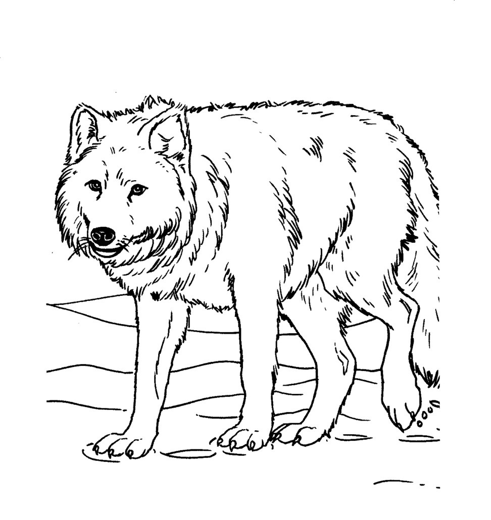 Download Free Printable Wolf Coloring Pages For Kids | Animal Place