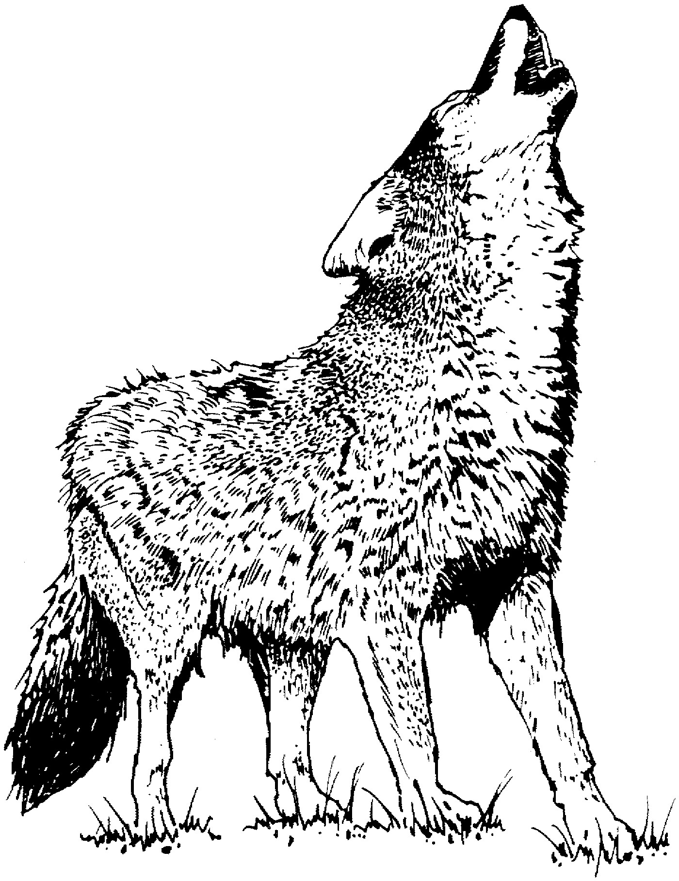 100 wolf coloring pages