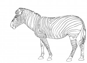 Zebra Coloring Page Photo – Animal Place