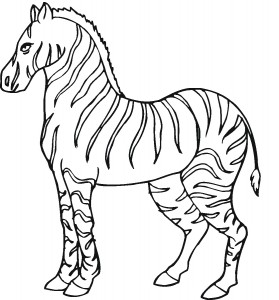 zebra coloring page picture  animal place